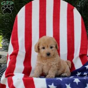 Aletha, Morkie-Poo Puppy
